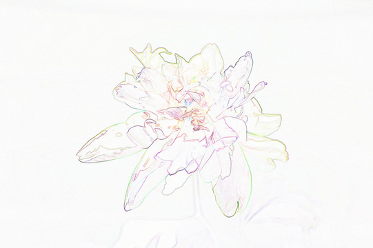 藝術(shù)花卉 芍藥花