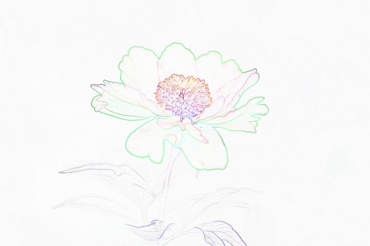 藝術花卉 芍藥花