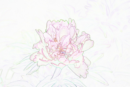 藝術(shù)花卉 芍藥花