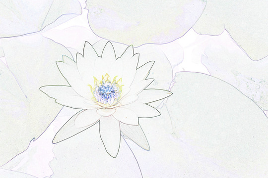 藝術花卉 睡蓮