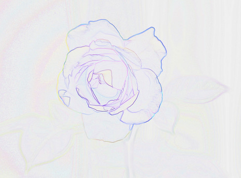 藝術(shù)花卉 月季花