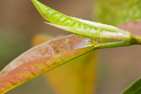 植物嫩叶