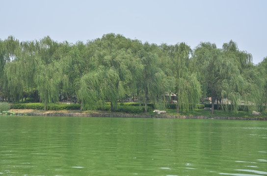 水边绿柳风景