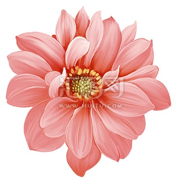粉紅朵花