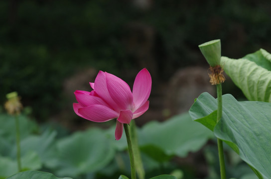 红荷花