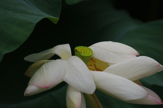 白荷花