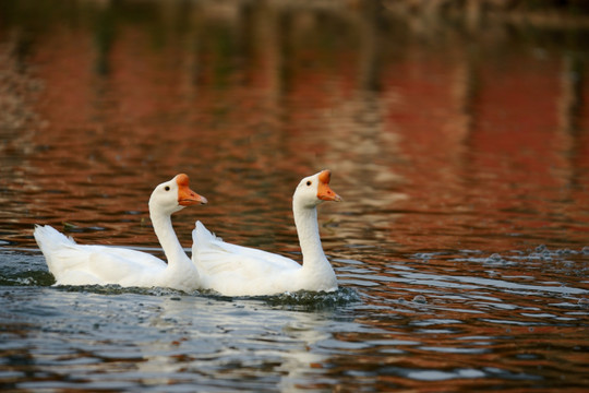 池塘中的白家鹅