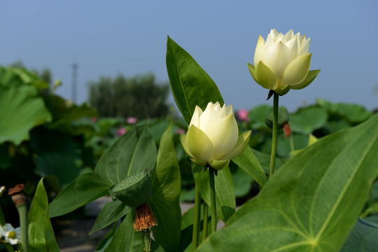 荷花花苞特写