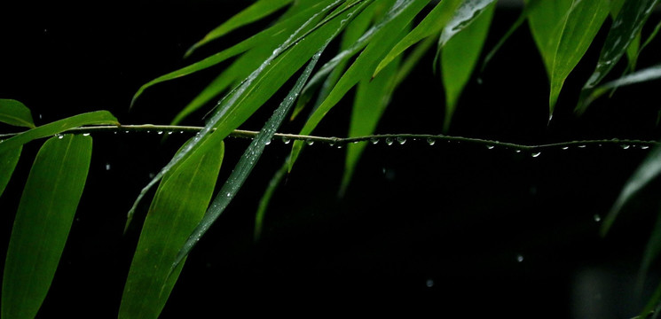 雨中竹叶图片