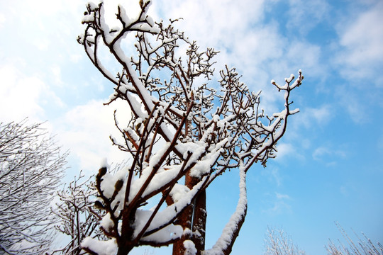 雪后景色