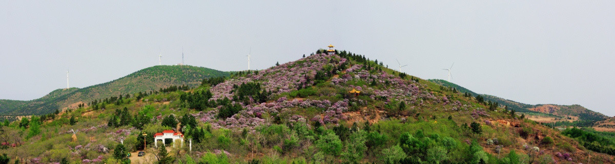 重山园满山丁香花开时