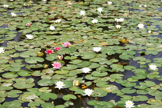 莲花池