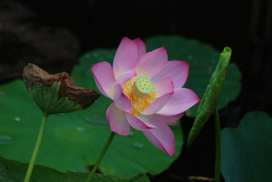 荷花 花卉 夏花 荷韵