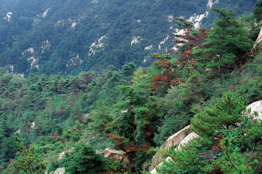 泰山植被