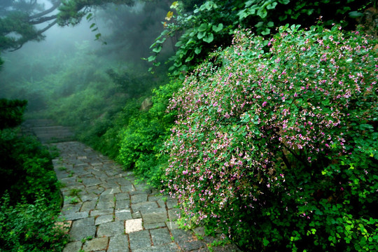 山道野花