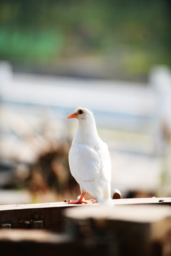 鸽子