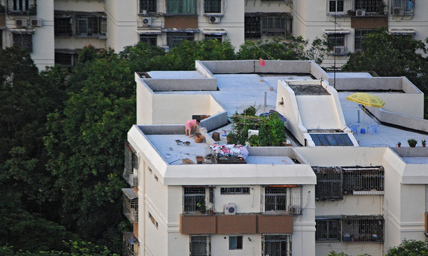 天台养家禽