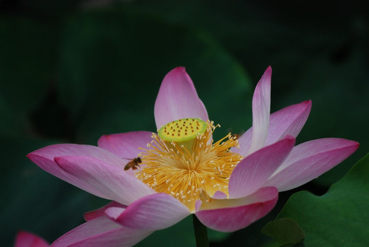 荷花与蜜蜂 荷花 蜜蜂 花卉