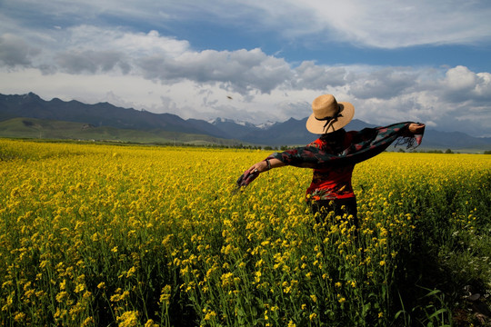 门源油菜花