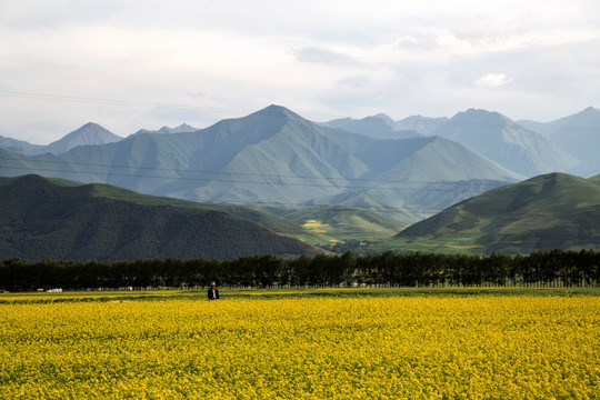 门源油菜花