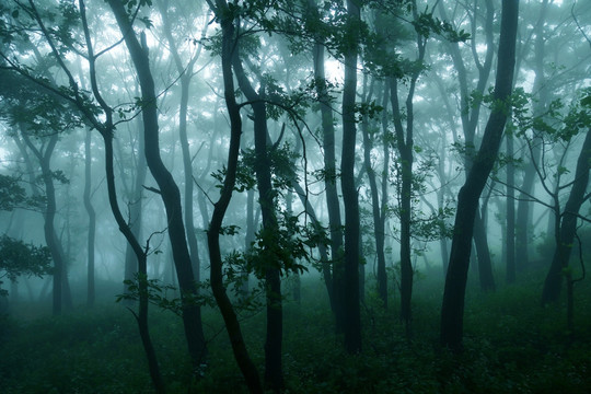 雾气笼罩的树林