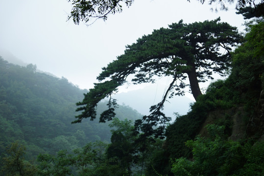 泰山迎客松