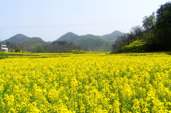 山里 开满了金灿灿的油菜花