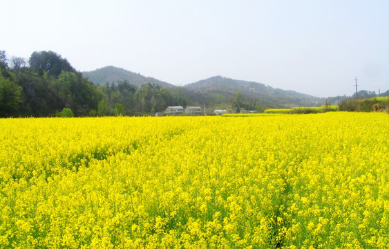 山里 开满了金灿灿的油菜花