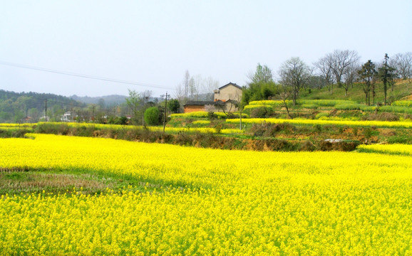 山里 开满了金灿灿的油菜花