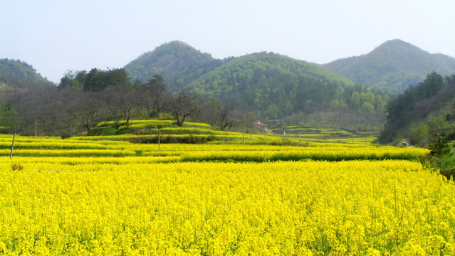 山里 开满了金灿灿的油菜花