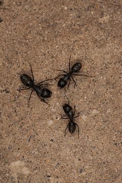 三只小蚂蚁