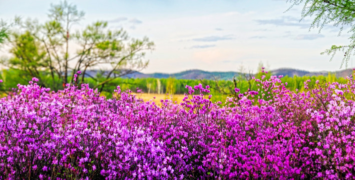 杜鹃花 达尔滨湖