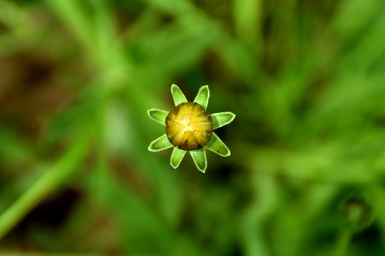 黄花