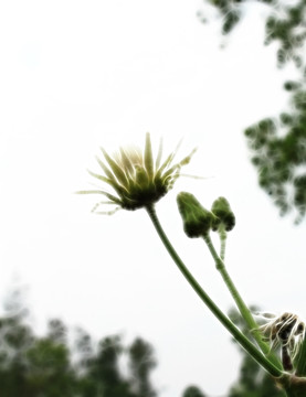 菊花裝飾畫