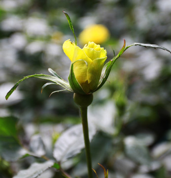 月季花