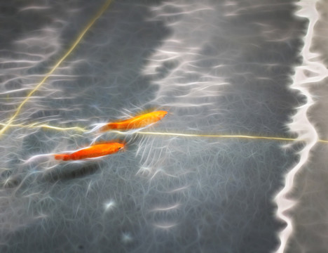 發(fā)光的觀賞魚