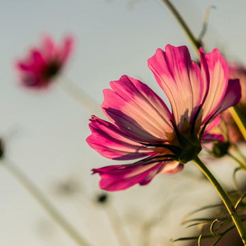 格桑花