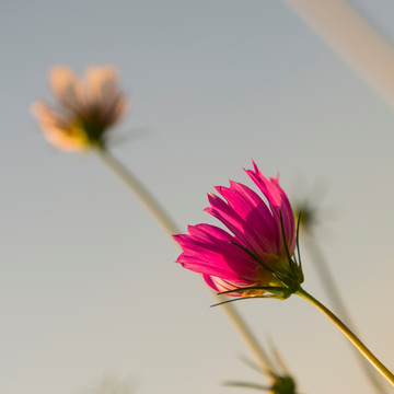 格桑花