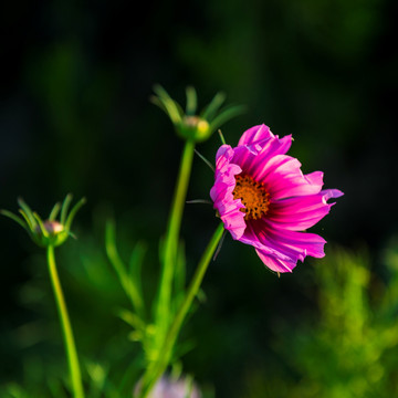 格桑花