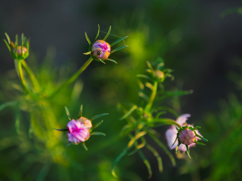 格桑花