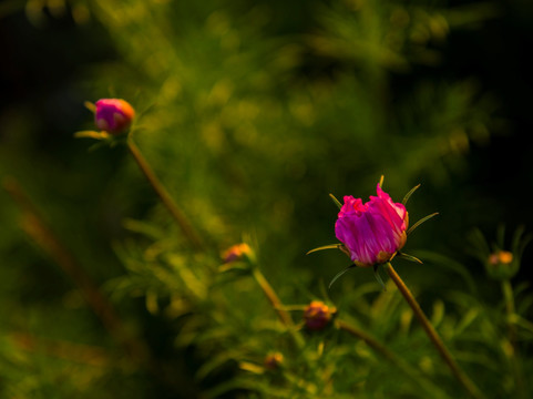 格桑花