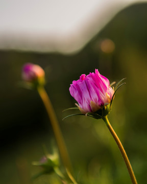 格桑花