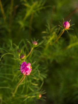 格桑花