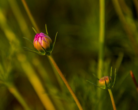 格桑花