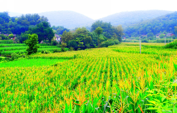 大山里  一片开花的玉米地