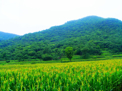 大山里  一片开花的玉米地