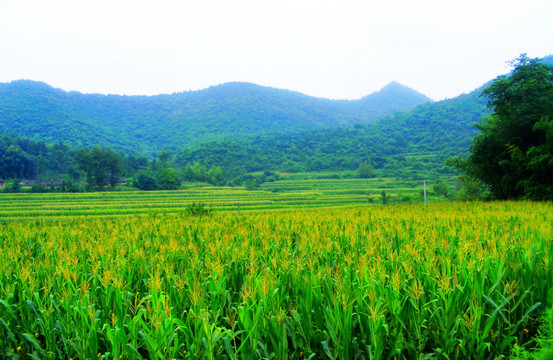 大山里  一片开花的玉米地