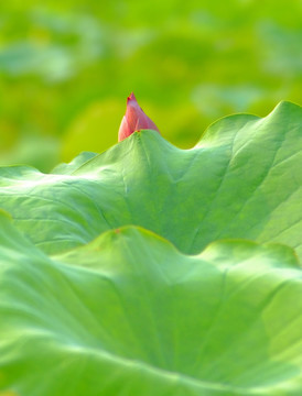 荷花蓓蕾