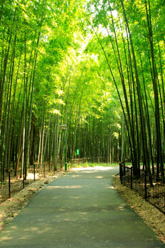 竹林小道 竹子 竹海