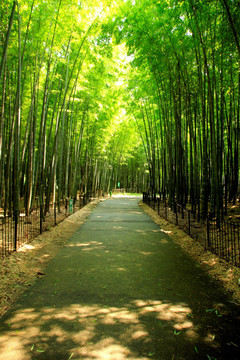 竹林小道 竹子 竹海